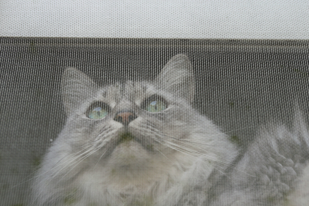 外に出たいニャ