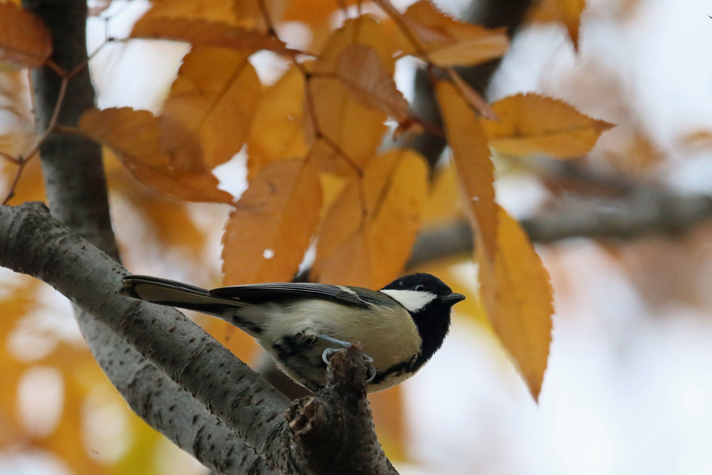 紅葉シジュウカラ