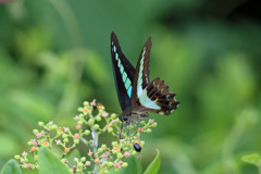 ウリハムシとアオスジアゲハ