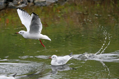 迷惑そうなユリカモメ