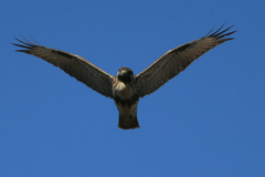 ノスリ君の飛び方-1