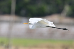 ダイサギ飛行中