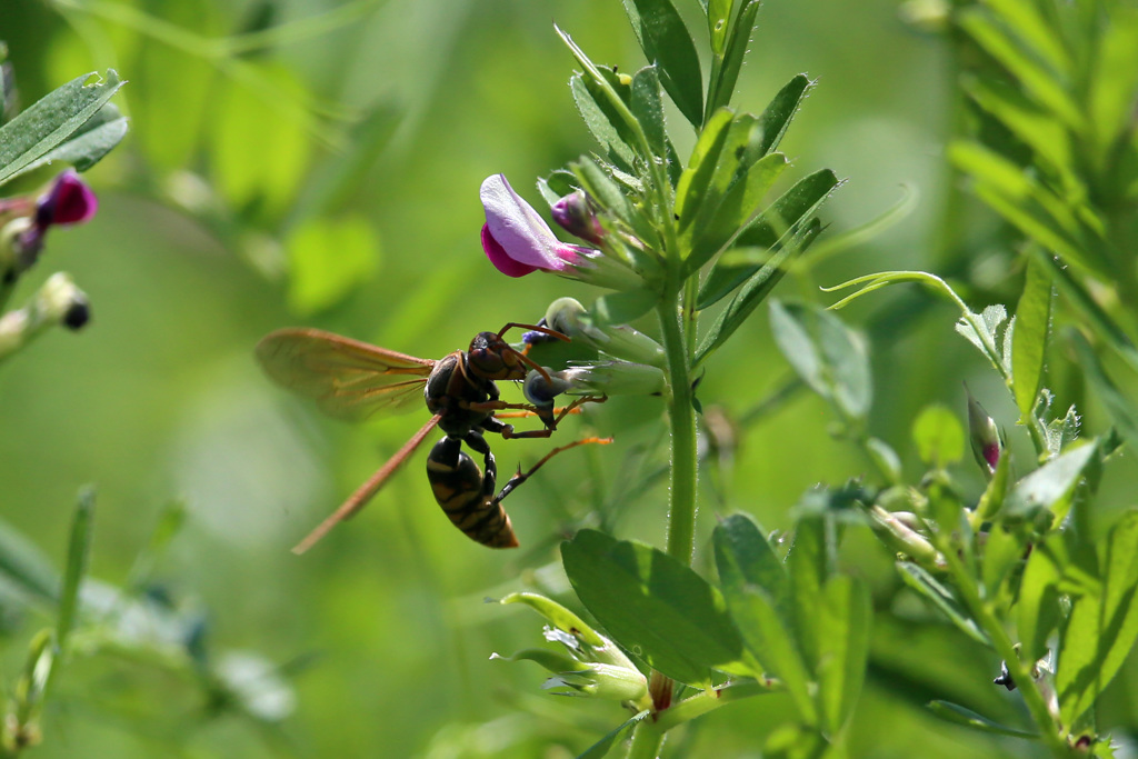 アシナガバチ-2