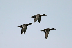 オナガガモシルエット