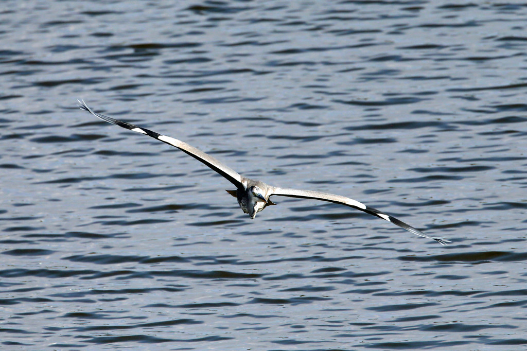 こっちにくるに