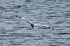 こっちにくるに