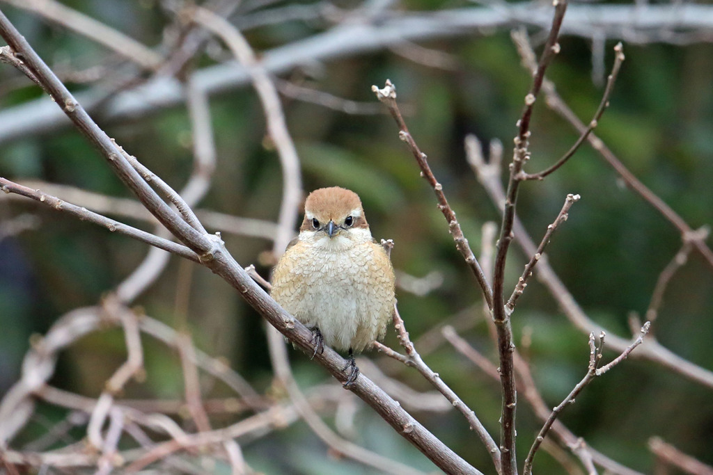 可愛い猛禽モズ子さん