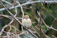 可愛い猛禽モズ子さん