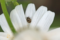 米粒より小さいね