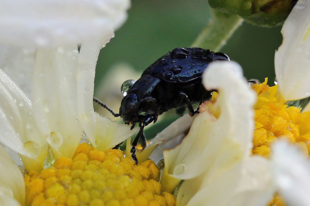 背中の水滴きれいだね