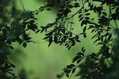 緑のシルエット