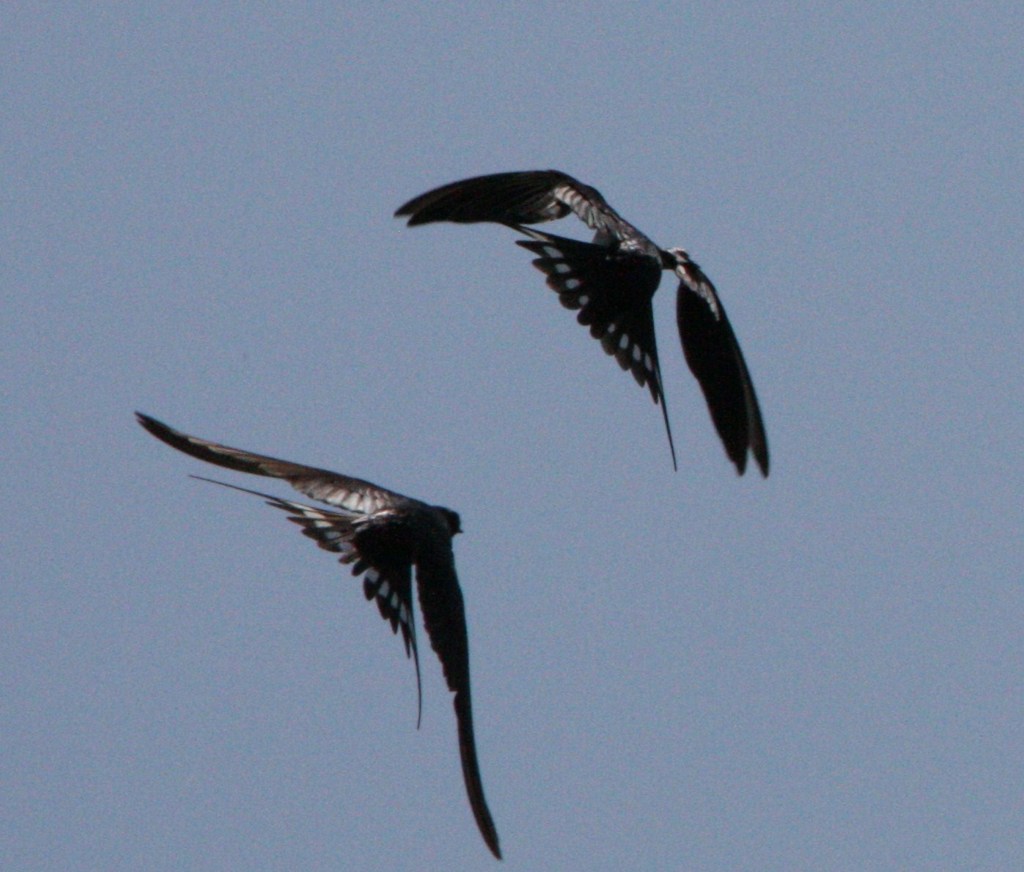二匹並んで水平飛行