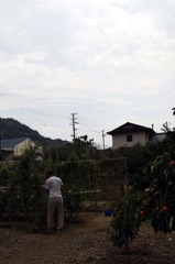 収穫