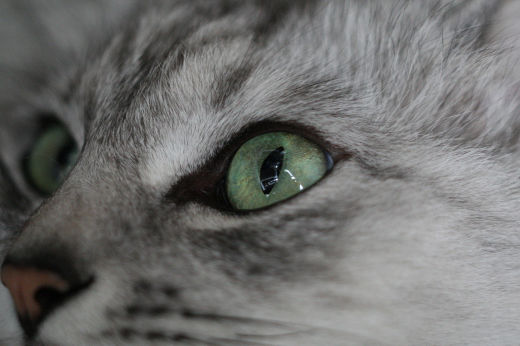 キャッツアイ-2