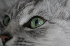 キャッツアイ-2