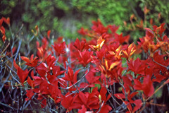 綺麗な葉っぱ名前不明