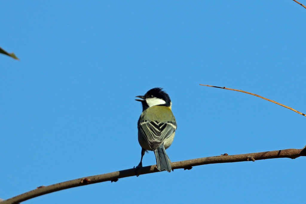 シジュウカラ定番写真