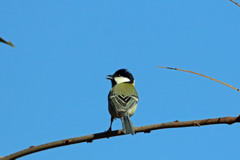 シジュウカラ定番写真