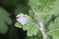 春菊とシジミチョウ、