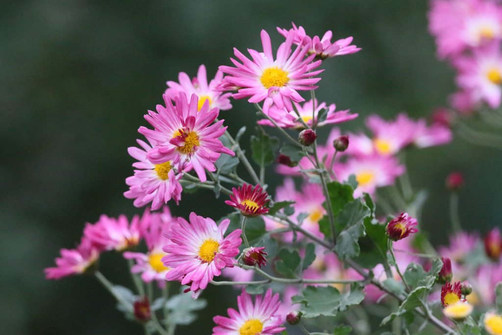 ちょっと派手な菊