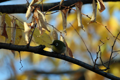 枯れ葉とメジロ