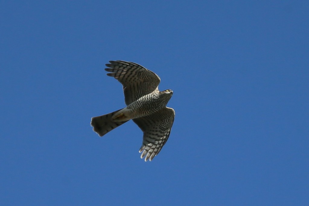 オオタカさん-4