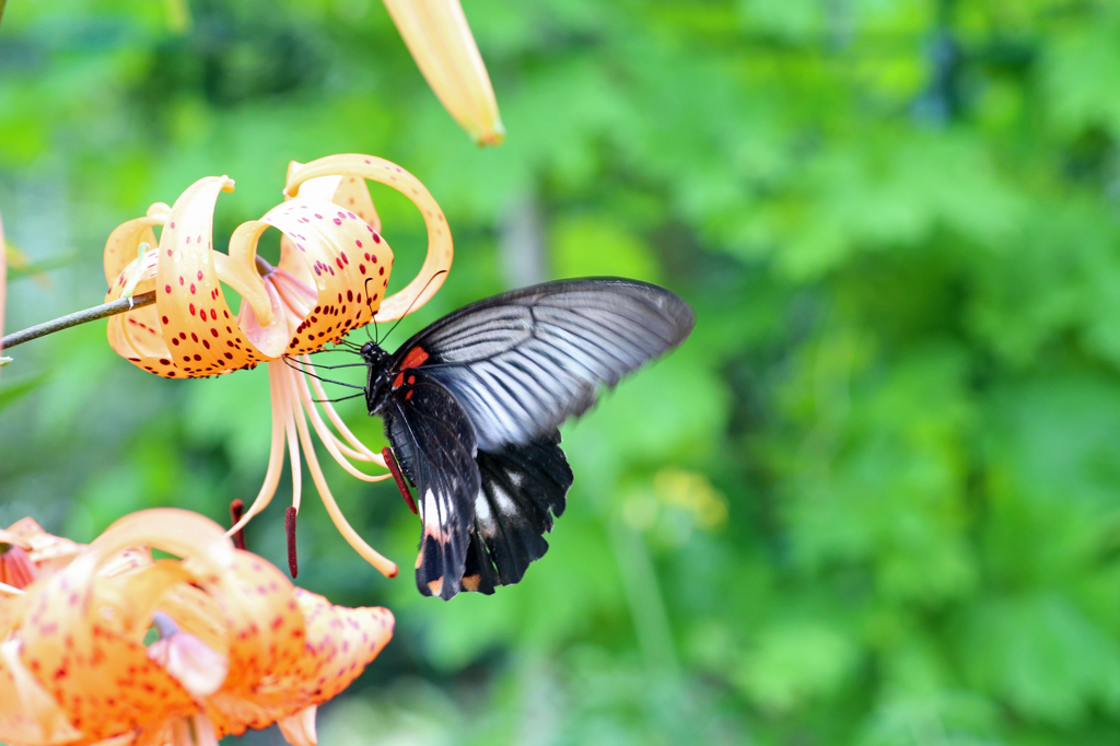 今日はクロアゲハ