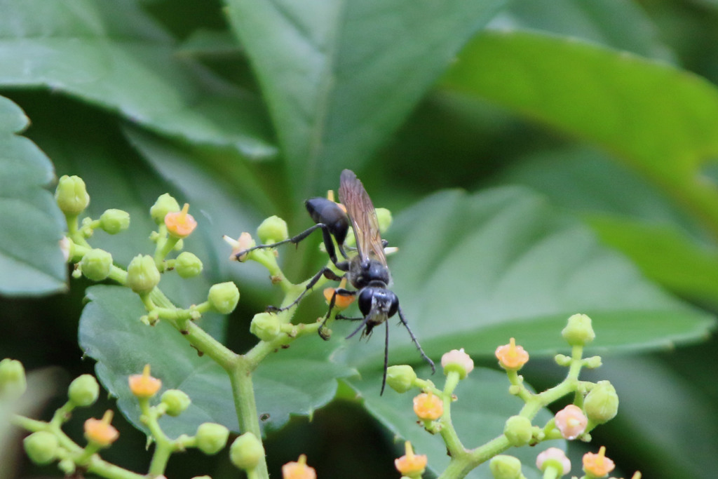 黒のサングラス