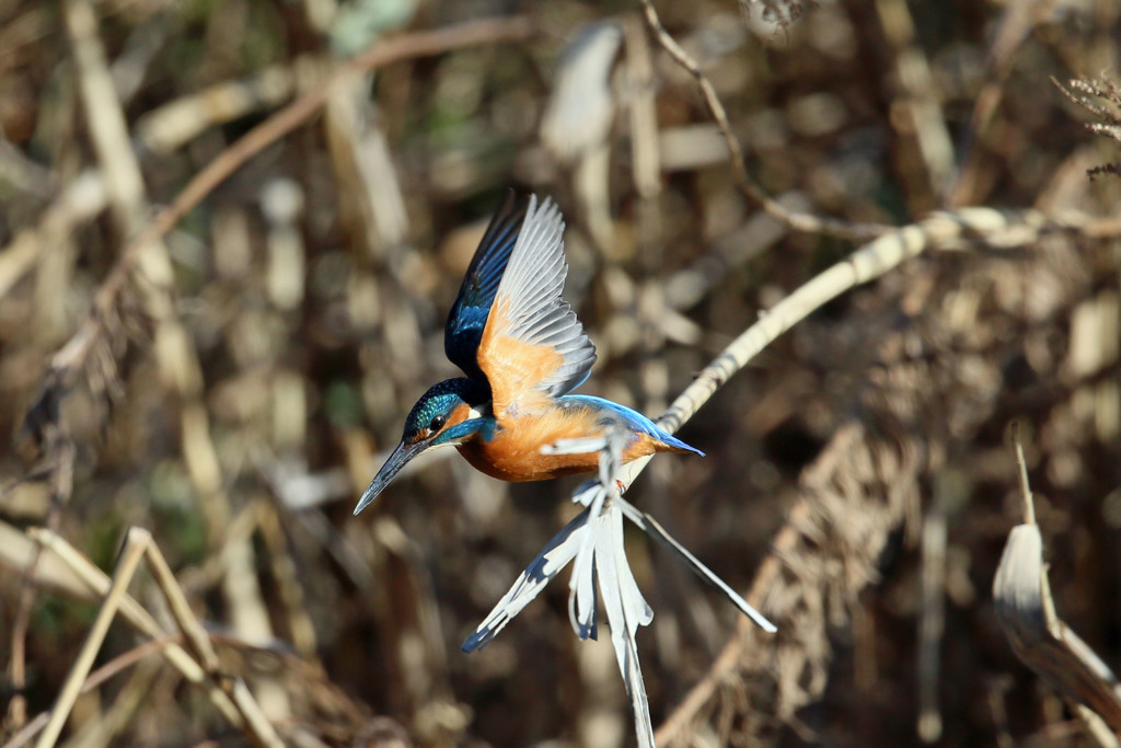 飛び出しポーズ