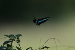 青いシルエット