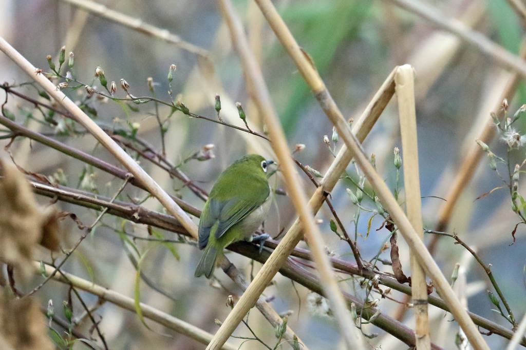 後ろ姿綺麗でしょ