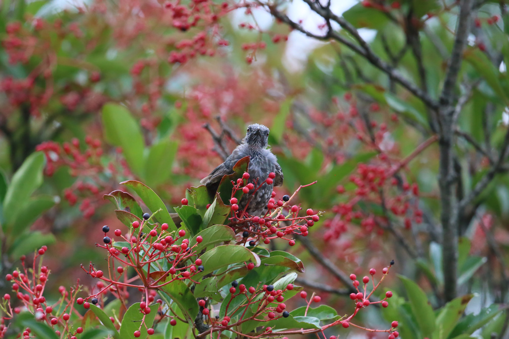 ヒヨドリ幼鳥君