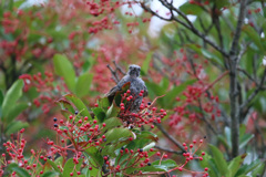 ヒヨドリ幼鳥君