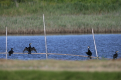ちょっとシンメトリー