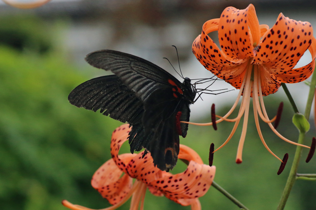 今日もチョウさんきました