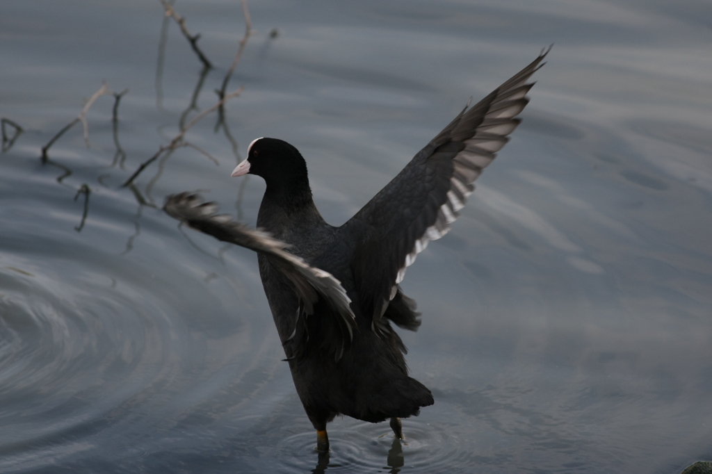 オオバンとぶかな？