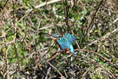 カワセミポーズ-7 カワセミポーズ-7