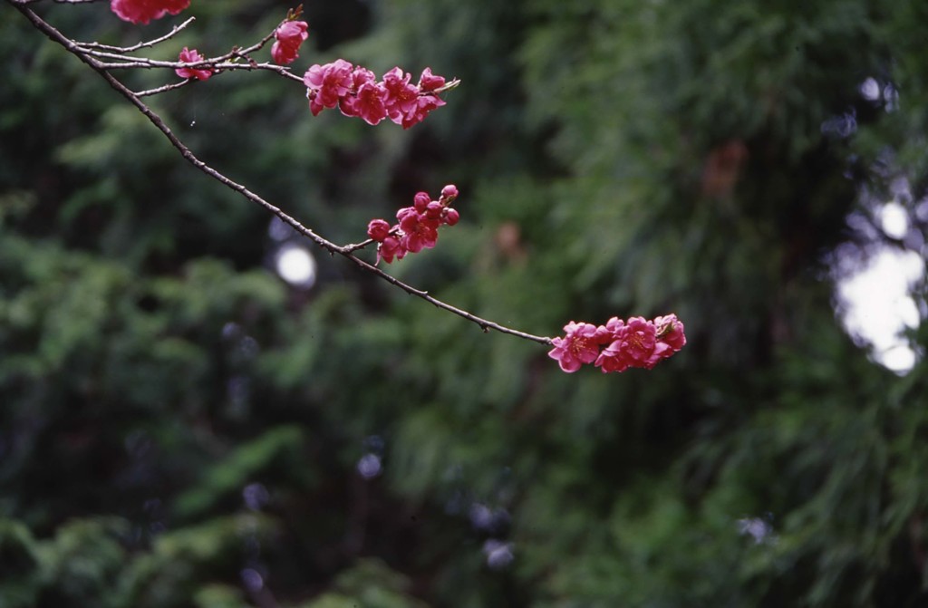 梅の花?