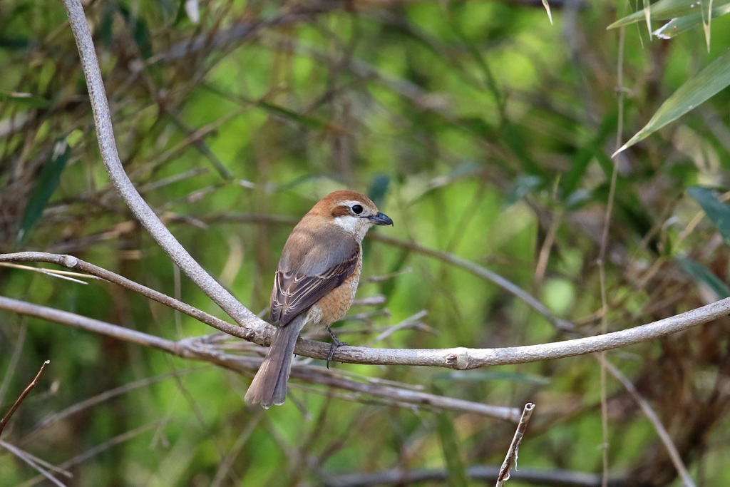 シマアカモズ-5