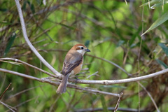 シマアカモズ-5