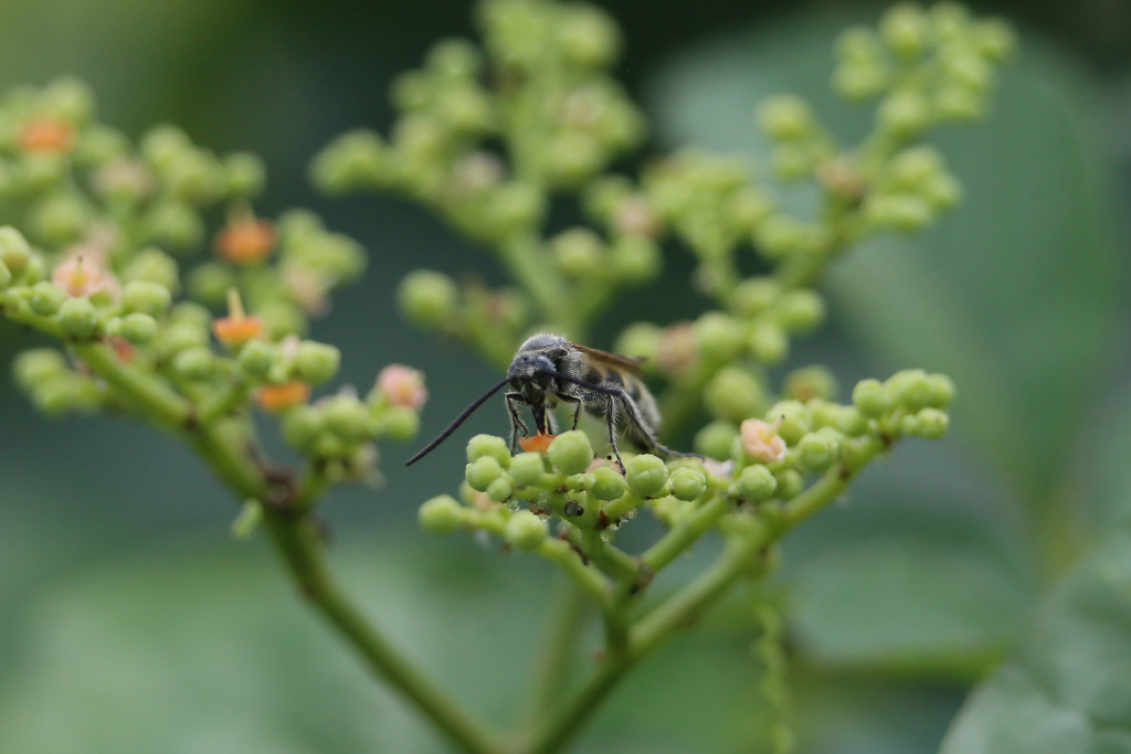 毛むくじゃら正面