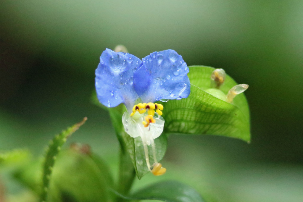 雨上がり定番写真