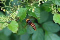 スズメバチホホリング