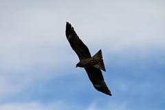 ノスリのシルエット