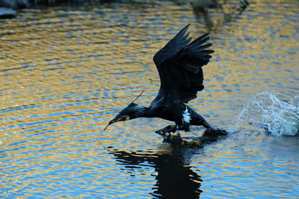 カワウ飛び出し-4