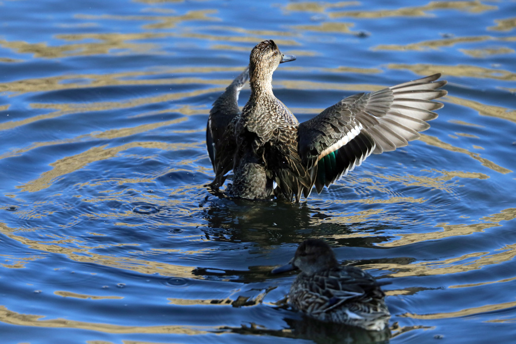 コガモ定番ポーズ-2