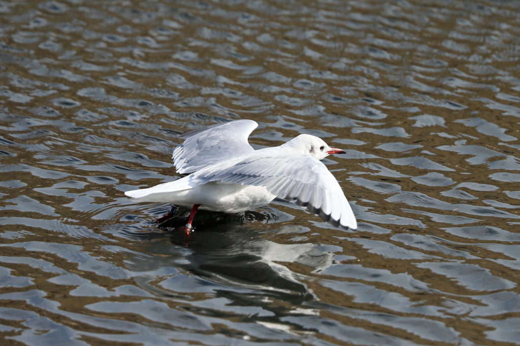 水面飛び出し-1