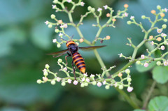 ハチさん飛行中