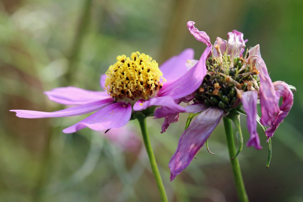 花の命は短いね