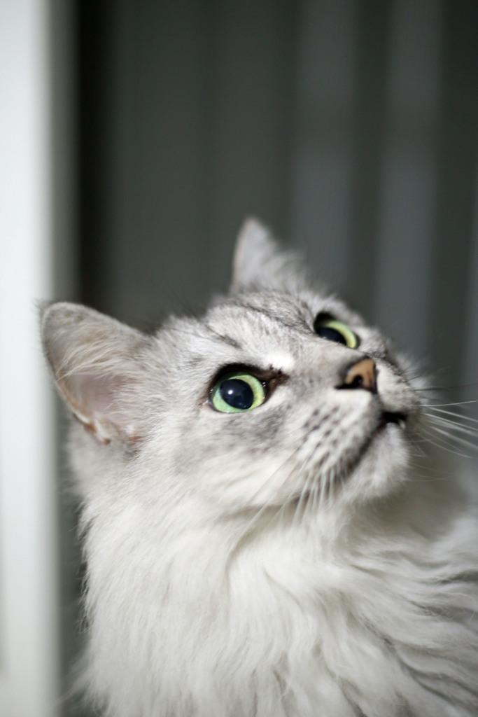 見上げるにゃにゃ